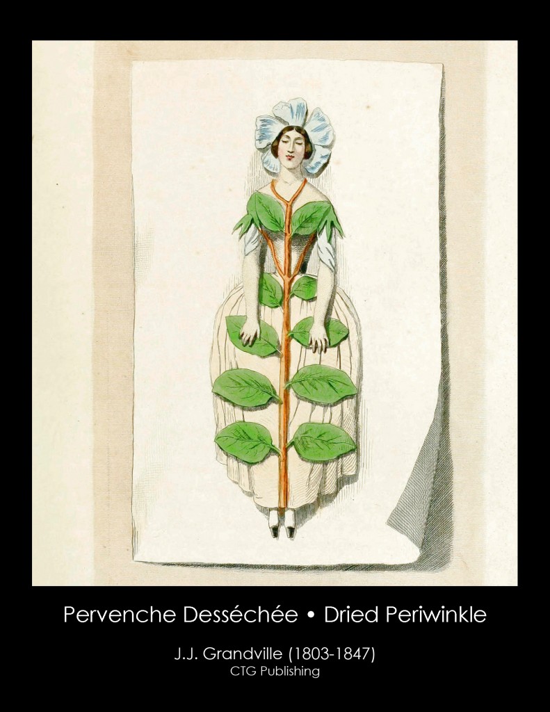 Dried Periwinkle Illustration From J. J. Grandville's Animated Flowers