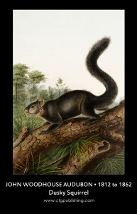 Dusky Squirrel - Illustration by John Woodhouse Audubon