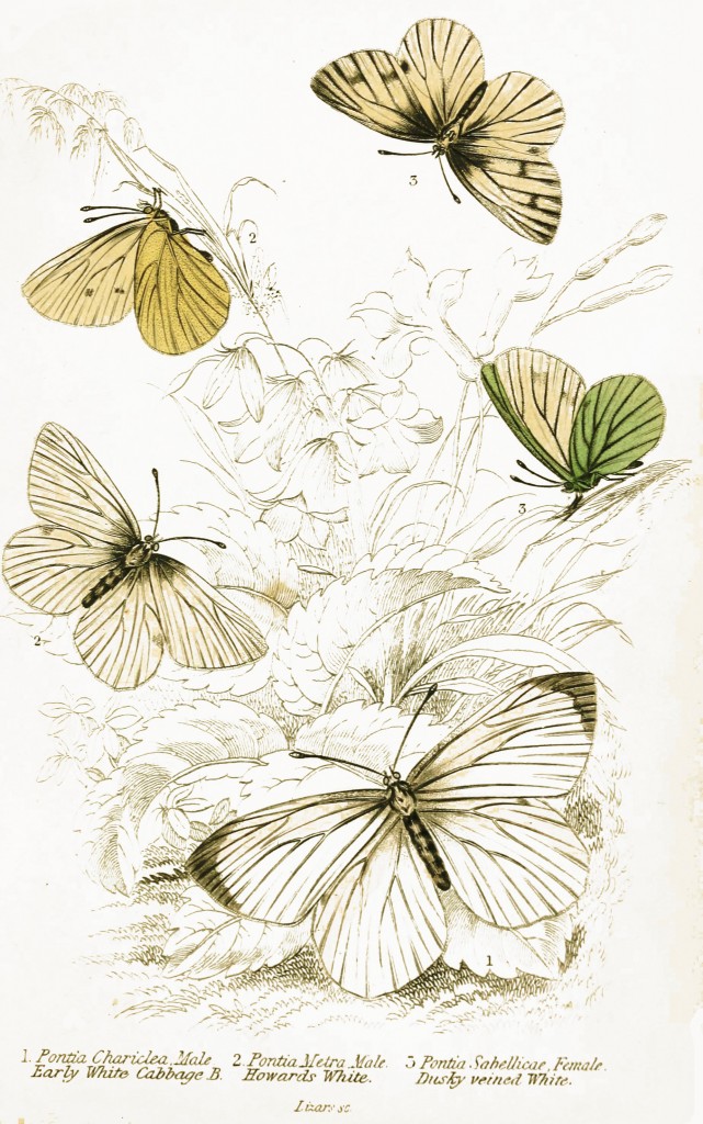 Early White Cabbage and Howard's White Dusky Veined Butterflies - Illustration by W.H. Lizars circa 1855
