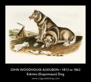 Eskimo Dog - Illustration by John Woodhouse Audubon