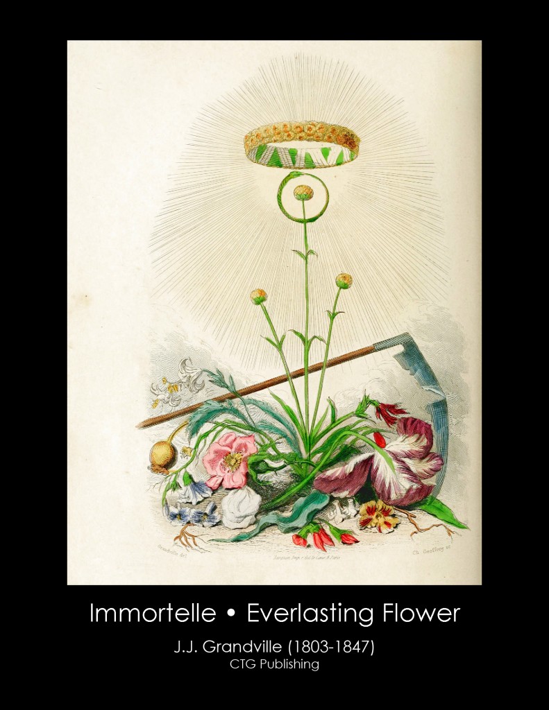 Immortelle illustration From J. J. Grandville's Animated Flowers