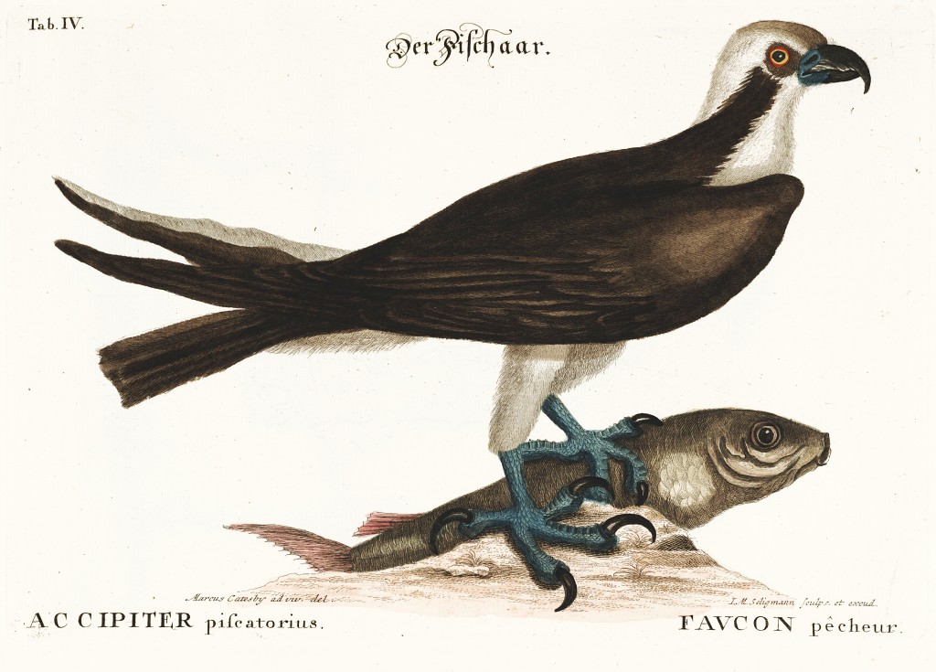 Falcon Illustration by Mark Catesby circa 1722