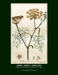 Fennel Botanical Print by Turpin