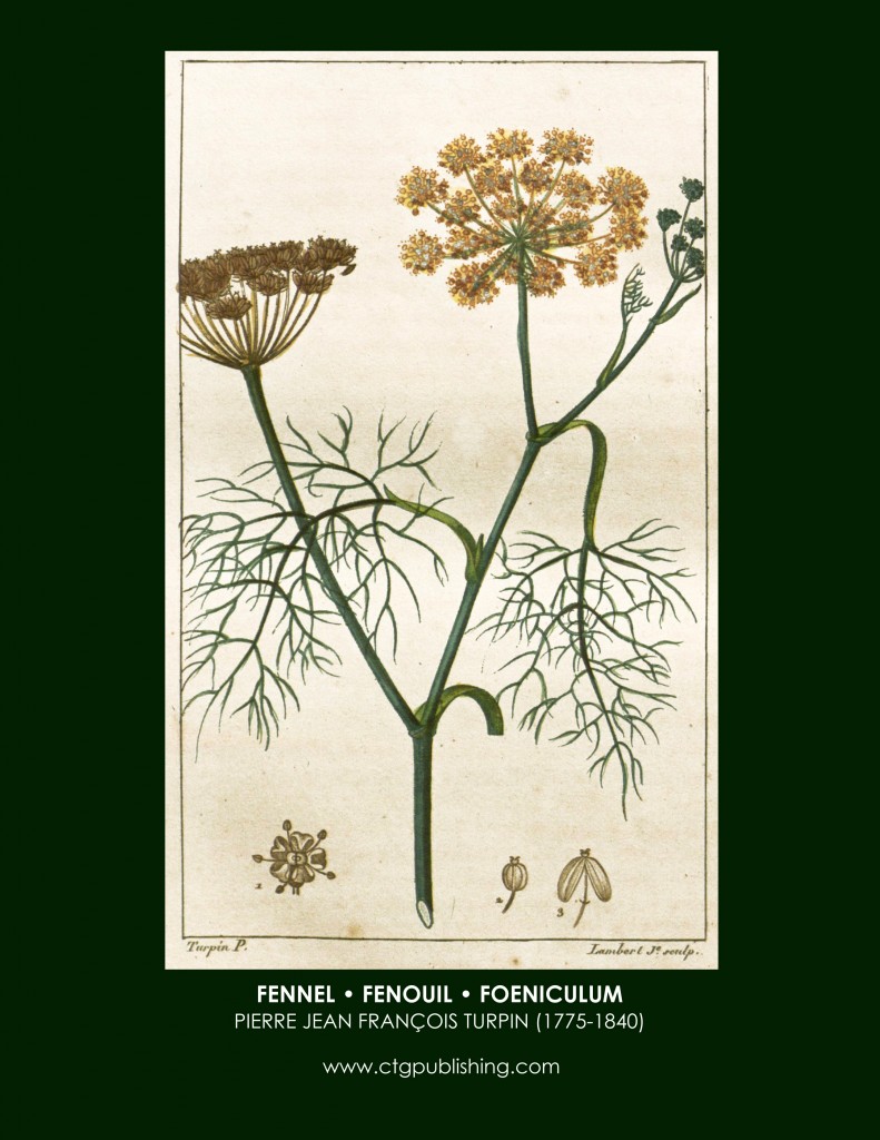 Fennel Botanical Print by Turpin