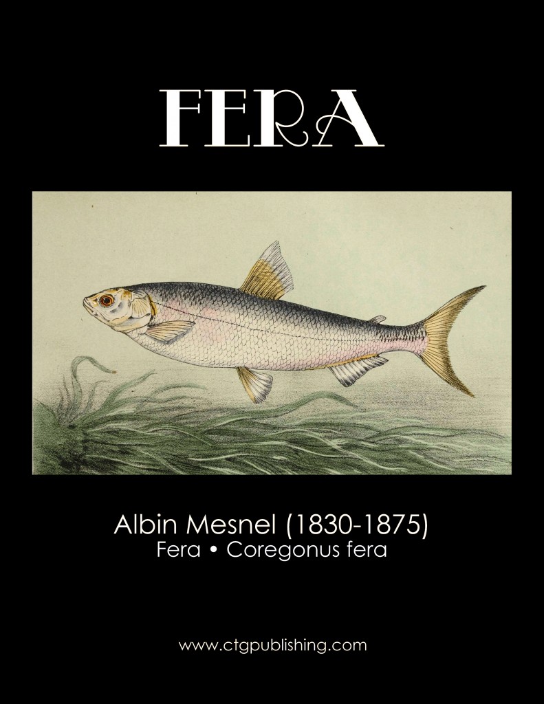 Fera - Fish Illustration by Albin Mesnel