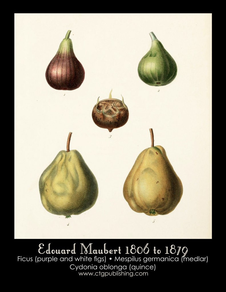 Fig, Quince and Medlar Illustration by Edouard Maubert