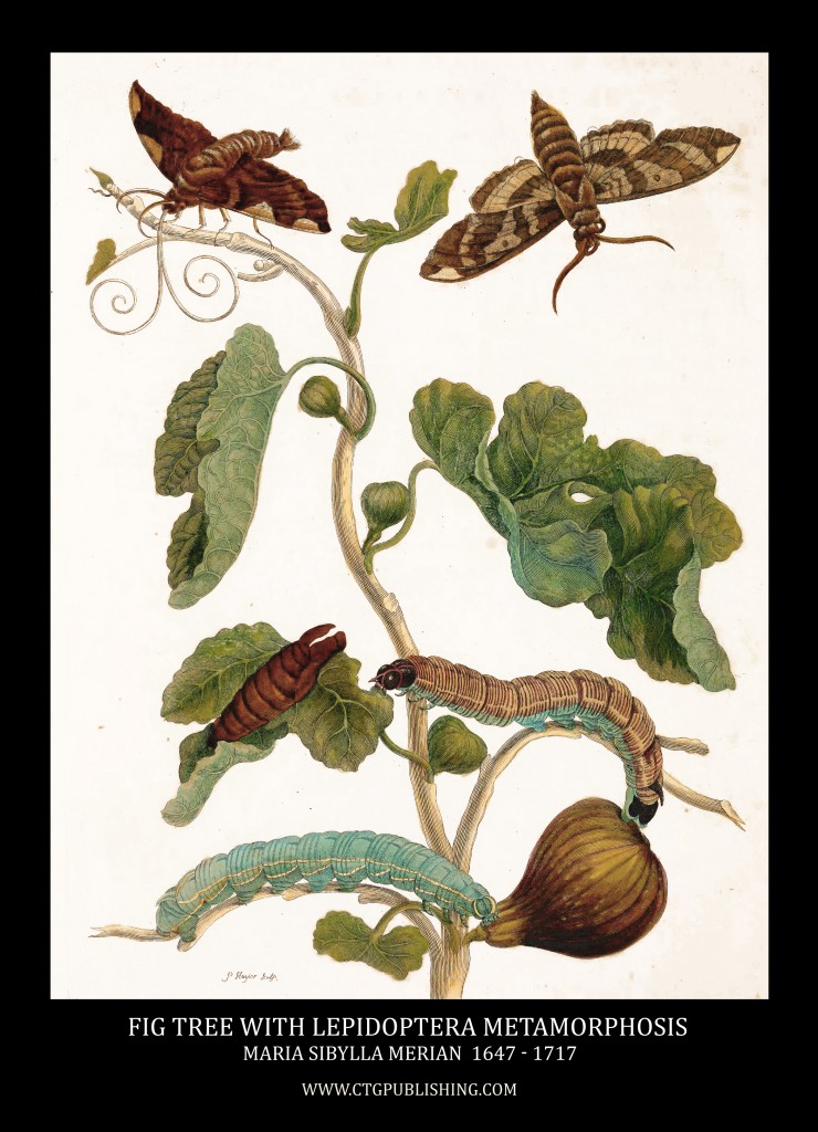 Fig Tree and Lepidoptera Metamorphosis Image by Maria Sibylla Merian circa 1705