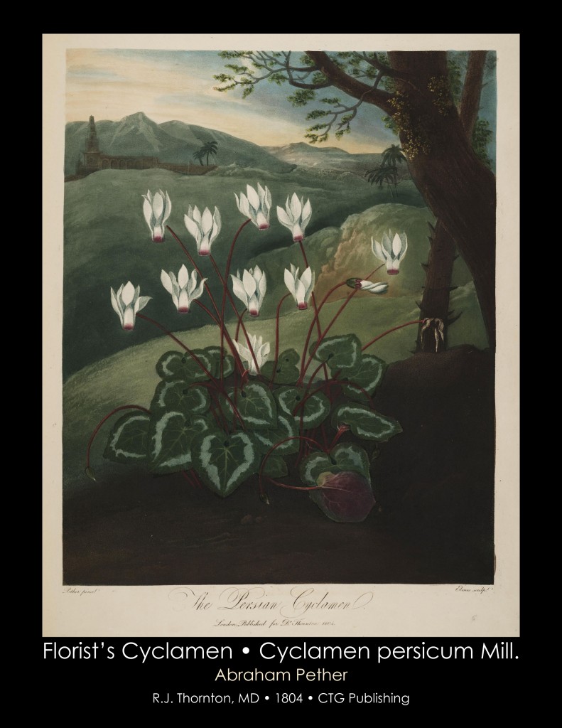 Florist's Cyclamen Illustration from Temple of Flora R.J. Thornton published 1804