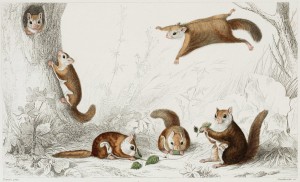 Flying Squirrel - Illustration by Edouard Travies