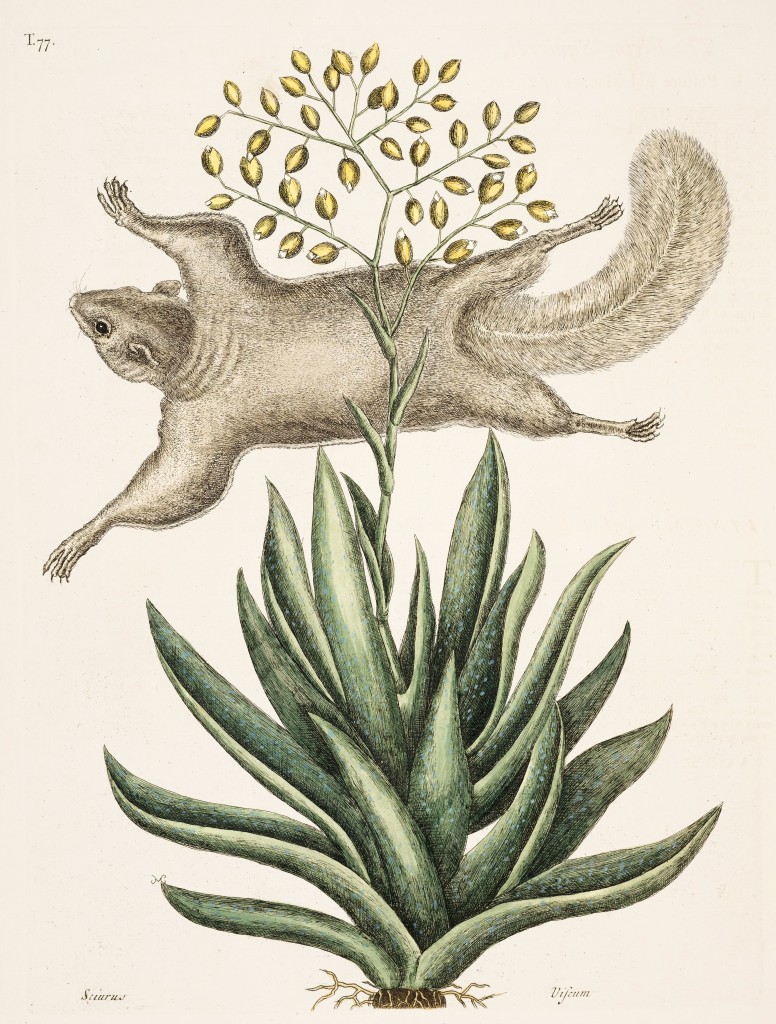 Flying Squirrel Illustration by Mark Catesby circa 1722