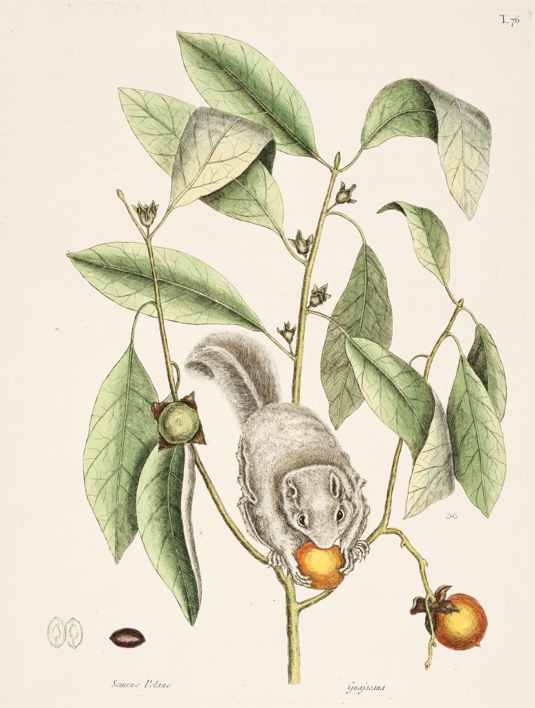 Flying Squirrel Illustration by Mark Catesby circa 1722