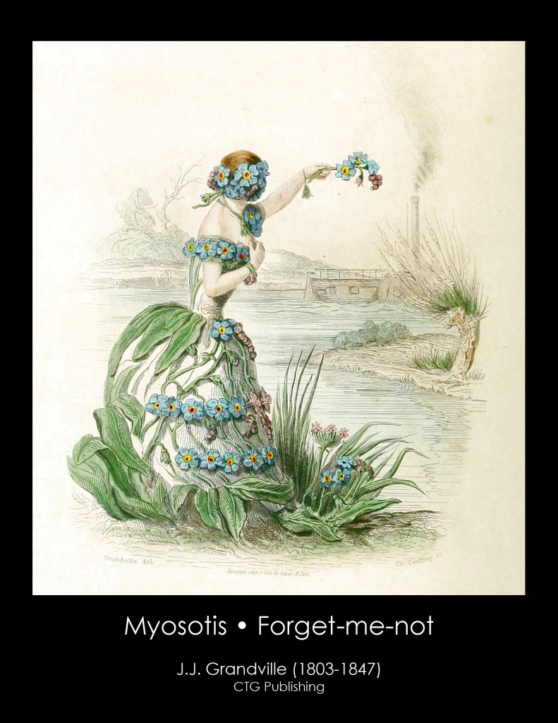 Forget-me-not Illustration From J. J. Grandville's Animated Flowers