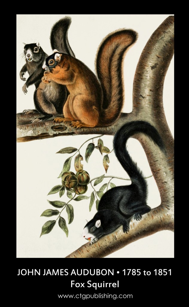 Fox Squirrel - Illustration by John James Audubon