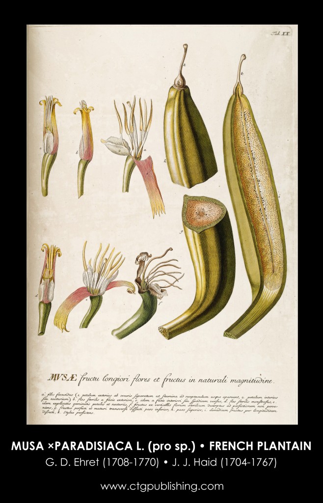 French Plantain Illustration by Georg Dionysius Ehret