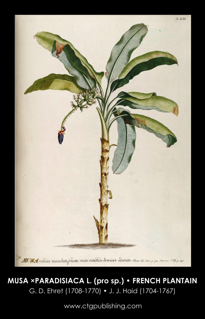 French Plantain Illustration by Georg Dionysius Ehret