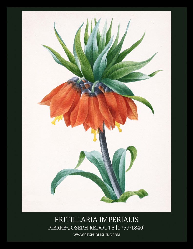 Fritillaria Imperialis - Illustration by Pierre-Joseph Redoute