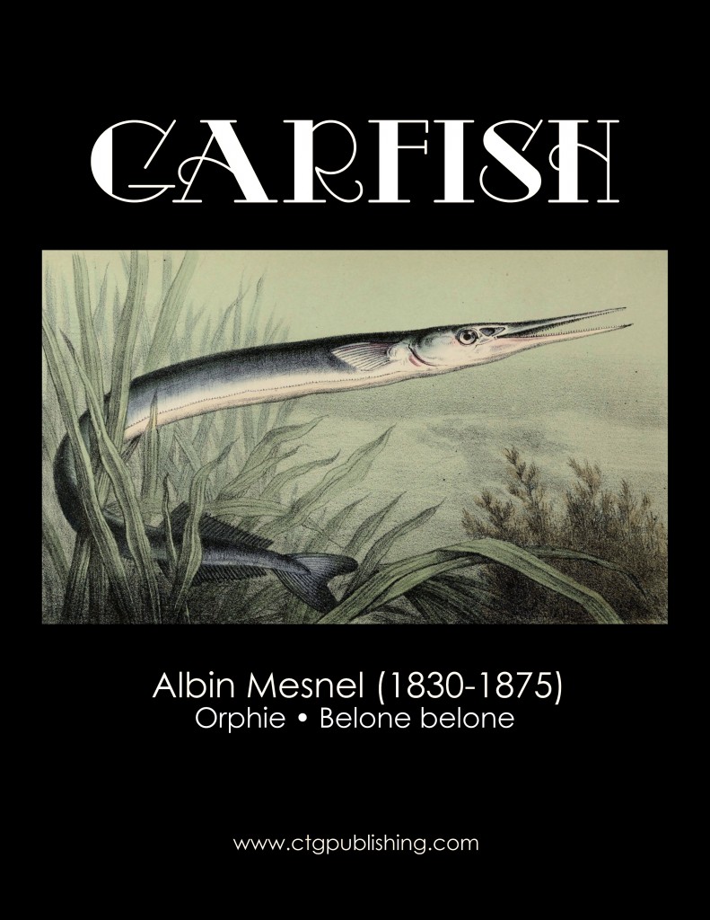 Garfish - Fish Illustration by Albin Mesnel