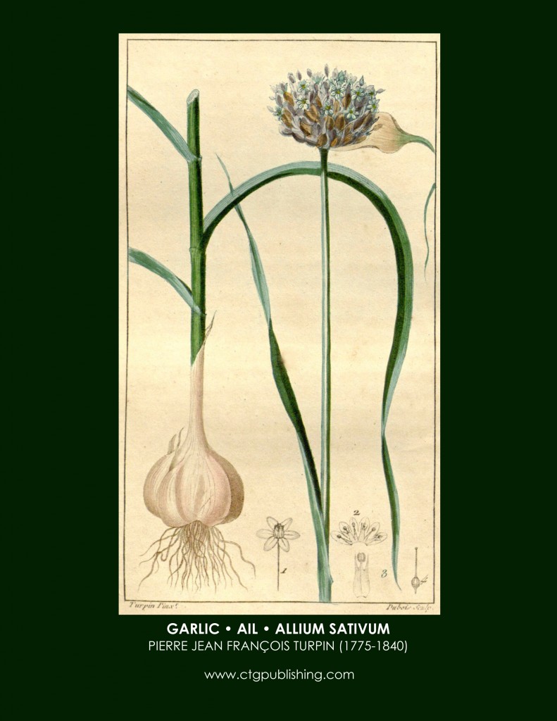 Garlic Botanical Print by Turpin