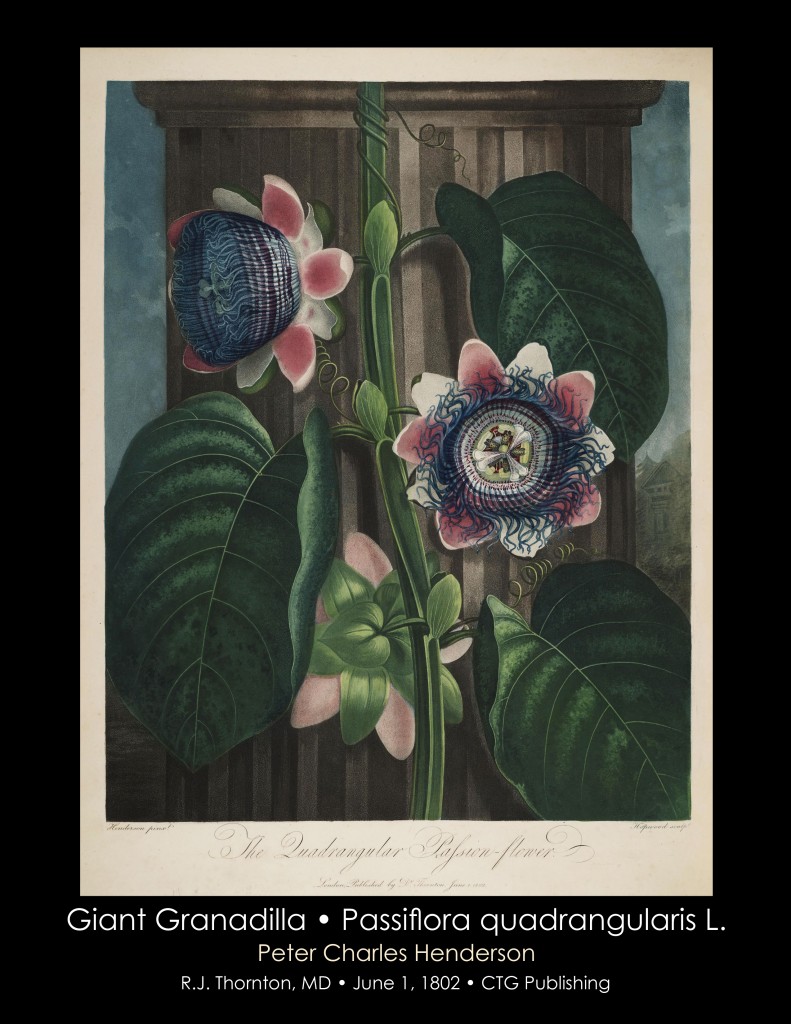 Giant Granadilla Passionflower Illustration from Temple of Flora R.J. Thornton published 1802