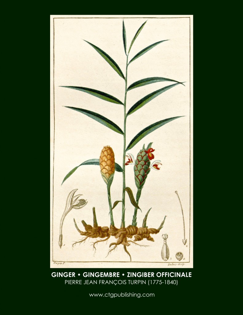 Ginger Botanical Print by Turpin
