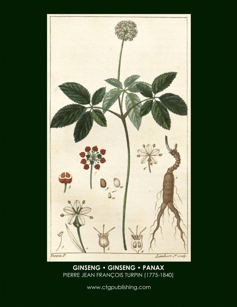 Ginseng Botanical Print by Turpin