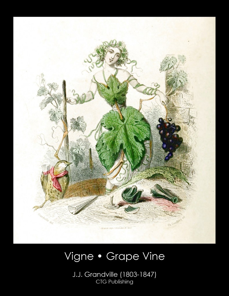 Wine Grape Vine Illustration From J. J. Grandville's Animated Flowers