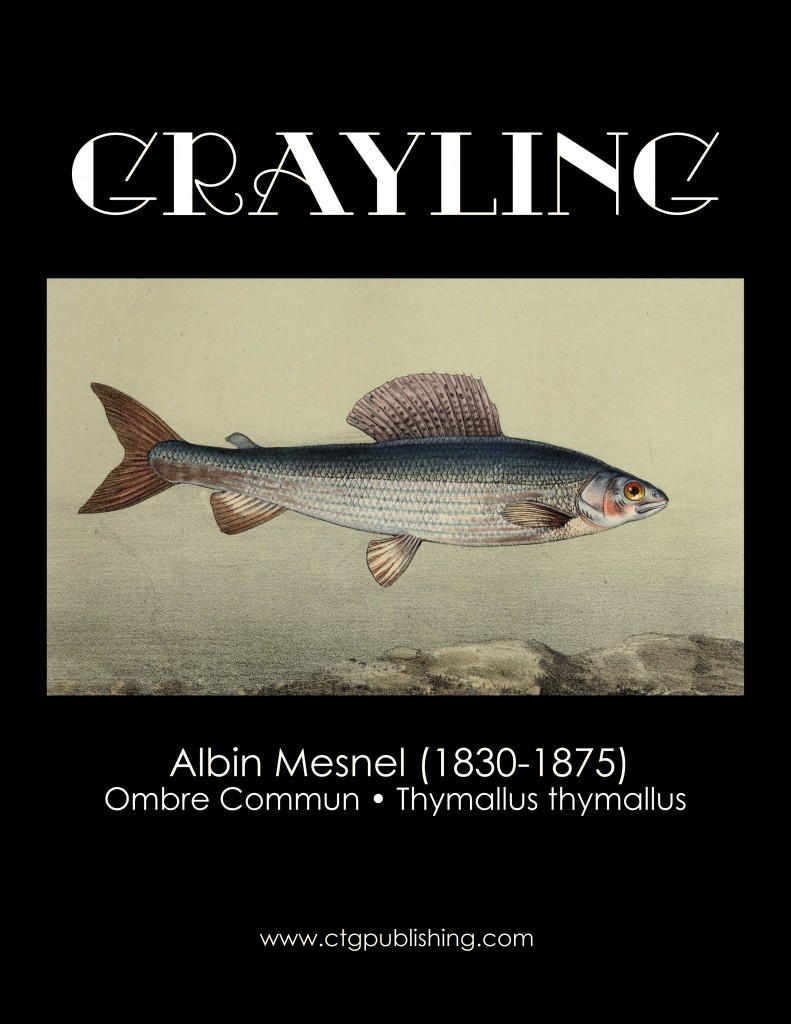 Grayling - Fish Illustration by Albin Mesnel