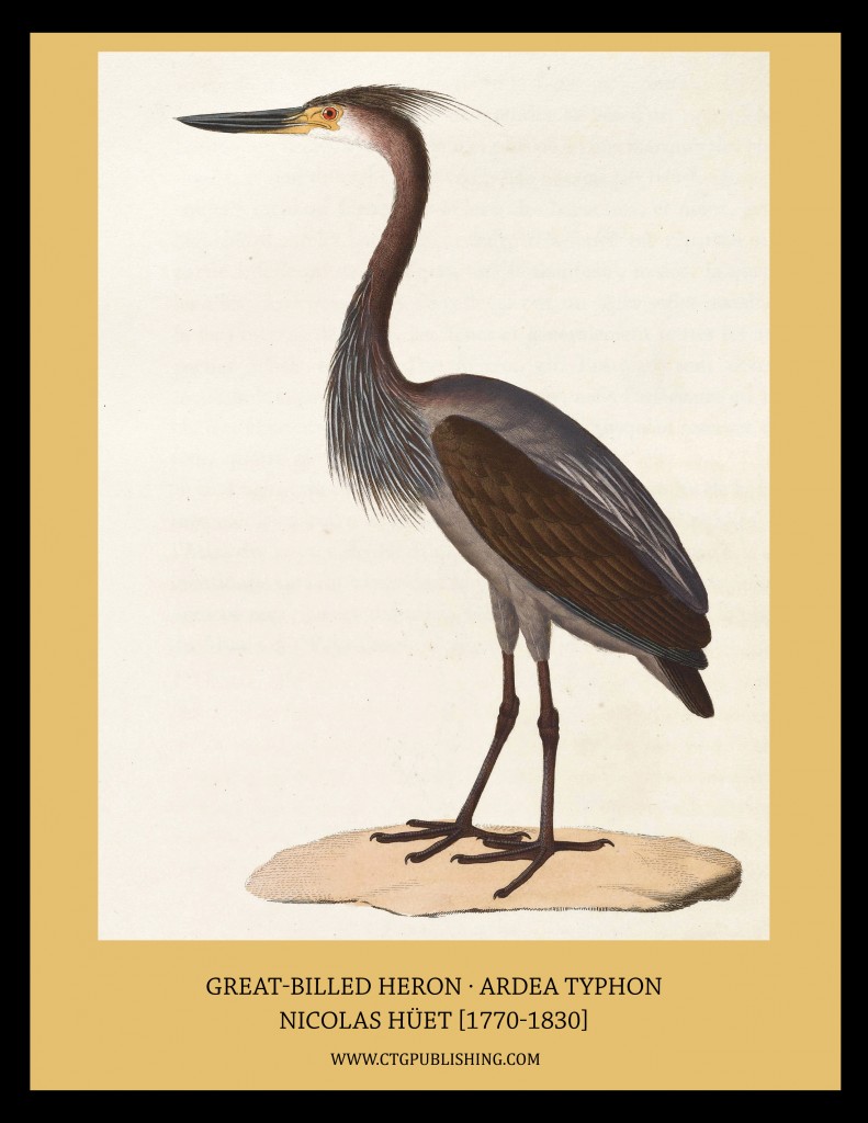 Great Billed Heron - Illustration by Nicolas Huet
