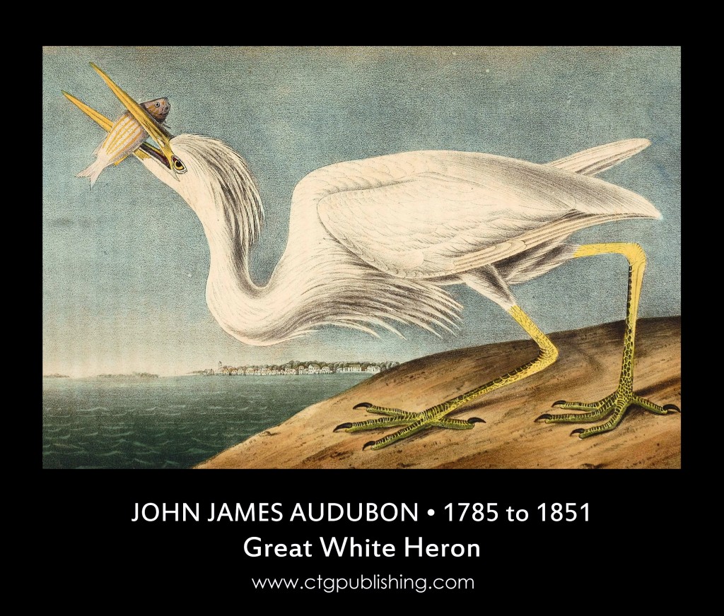 Great White Heron - Illustration by John James Audubon circa 1840