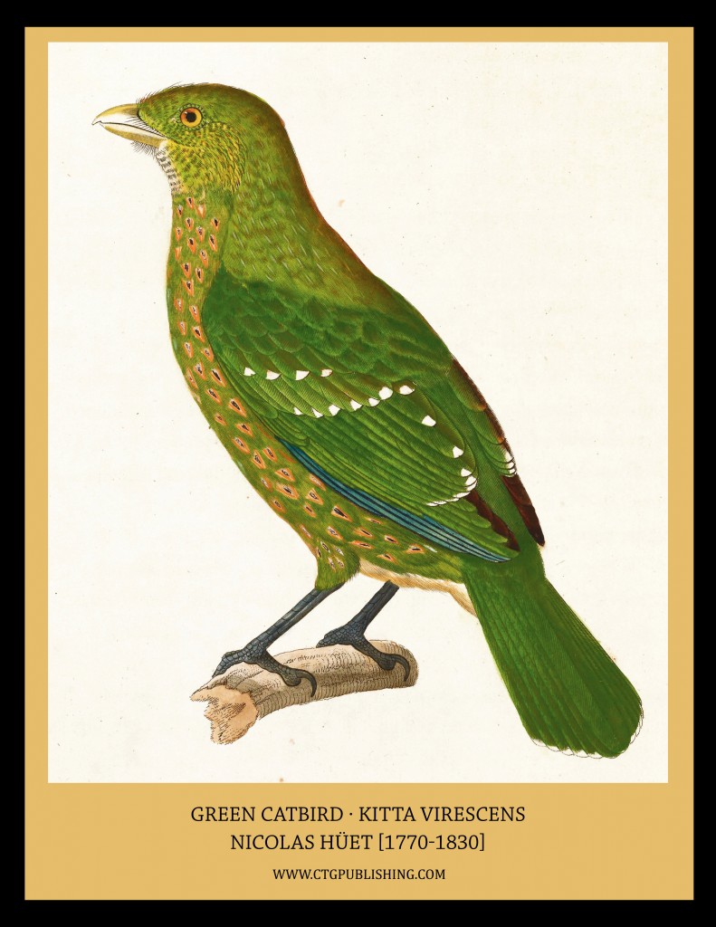 Green Catbird - Illustration by Nicolas Huet