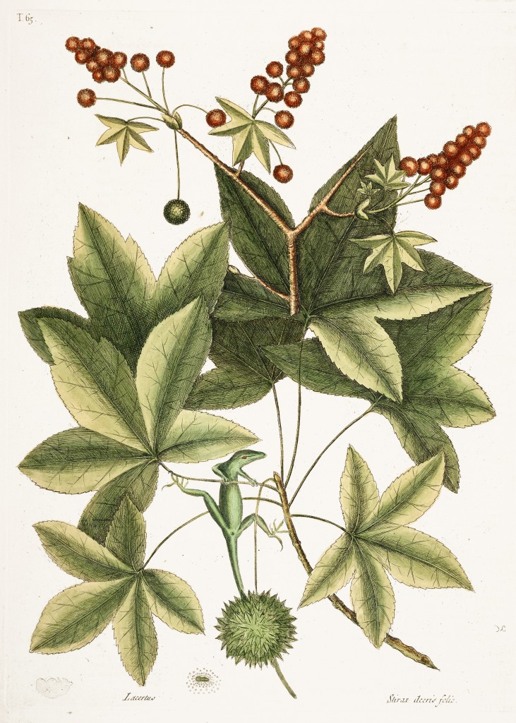 Green Lizard and Sweet Gum Tree Illustration by Mark Catesby circa 1722