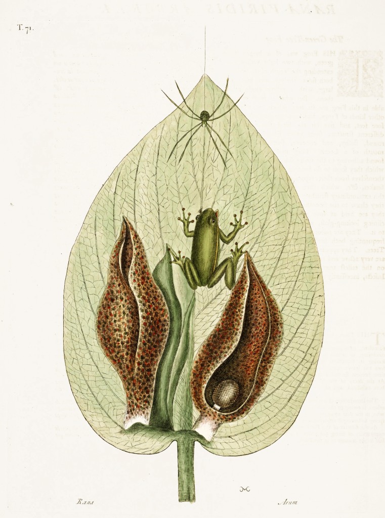 Green Tree Frog Illustration by Mark Catesby circa 1722