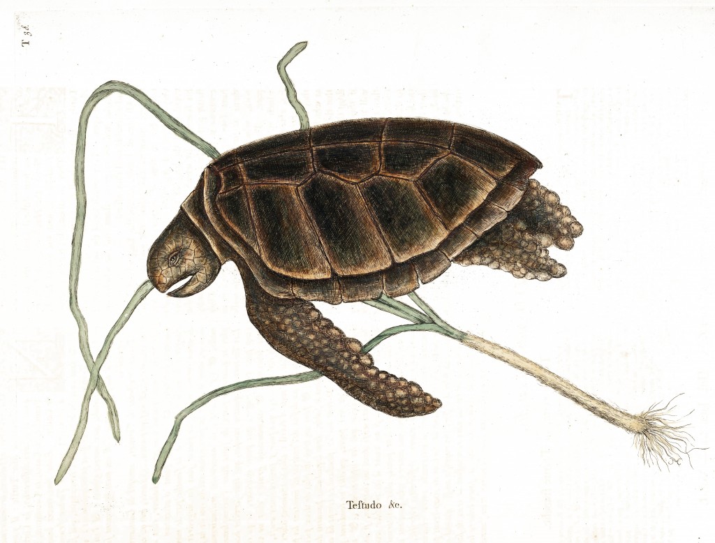 Green Turtle Illustration by Mark Catesby circa 1722