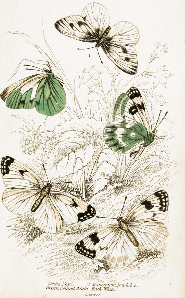 Green Veined and Bath White Butterflies - Illustration by W.H. Lizars circa 1855