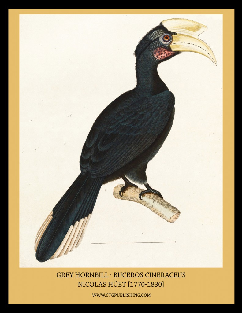Grey Hornbill - Illustration by Nicolas Huet