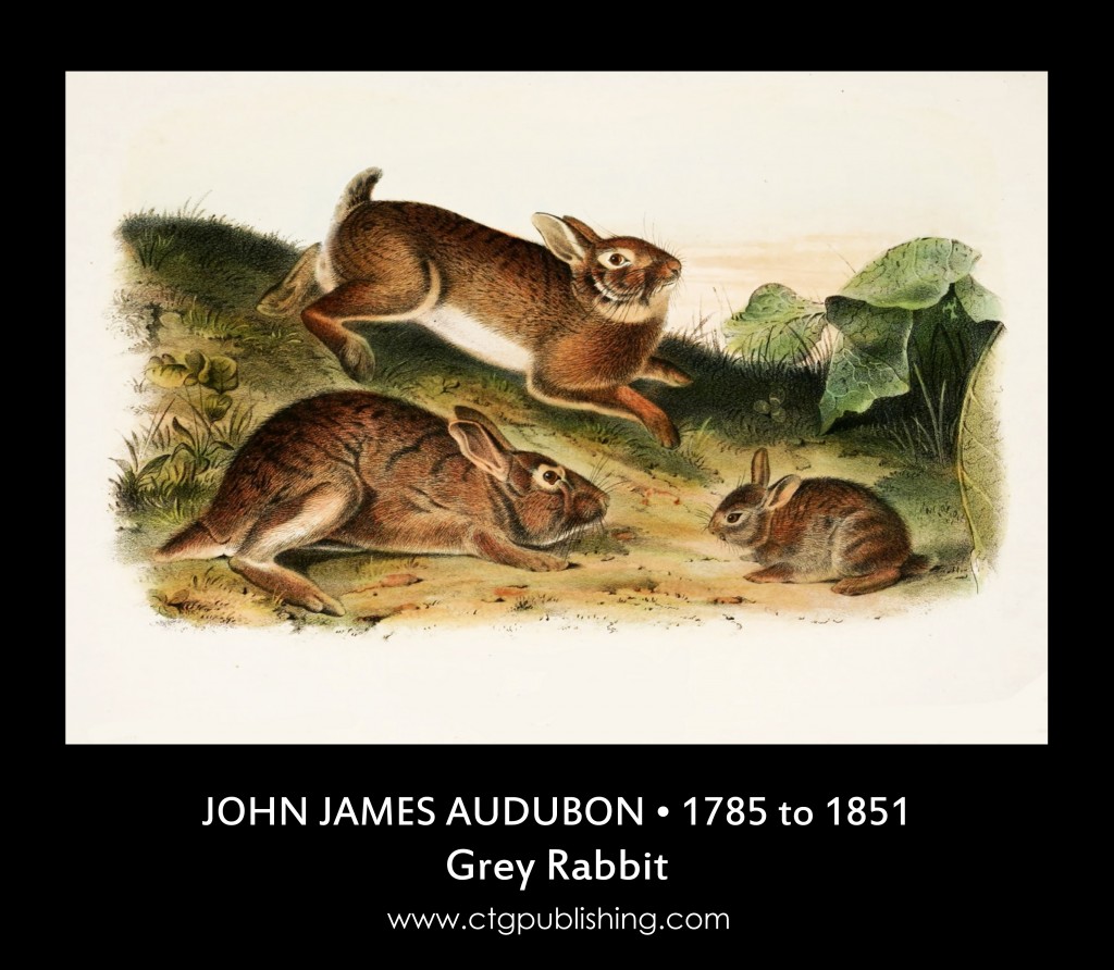 Grey Rabbit Illustration by John James Audubon
