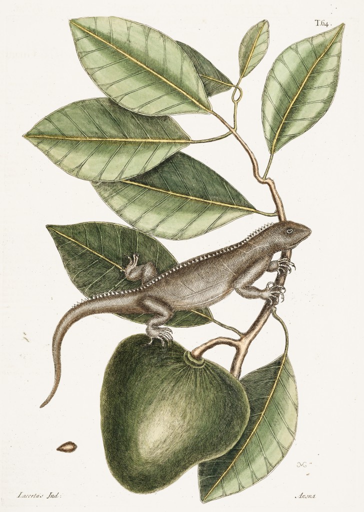 Guana Lizard and Annona Illustration by Mark Catesby circa 1722