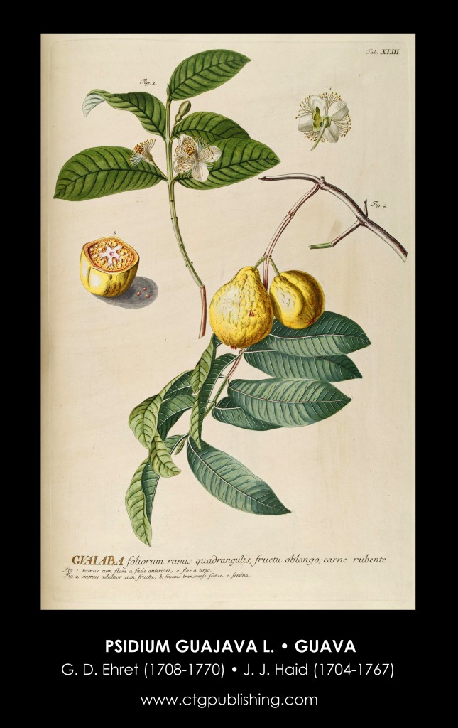 Guava Illustration by Georg Dionysius Ehret