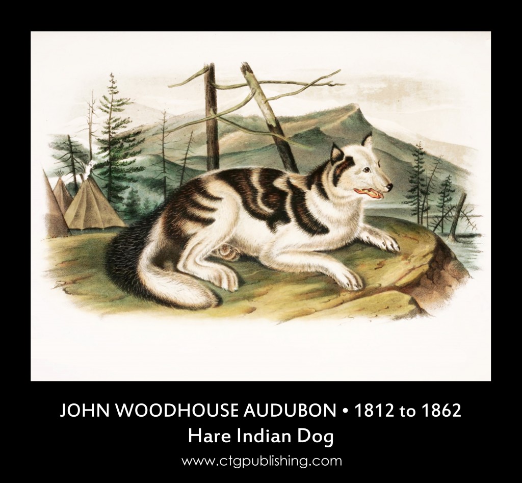 Hare Indian Dog - Illustration by John Woodhouse Audubon