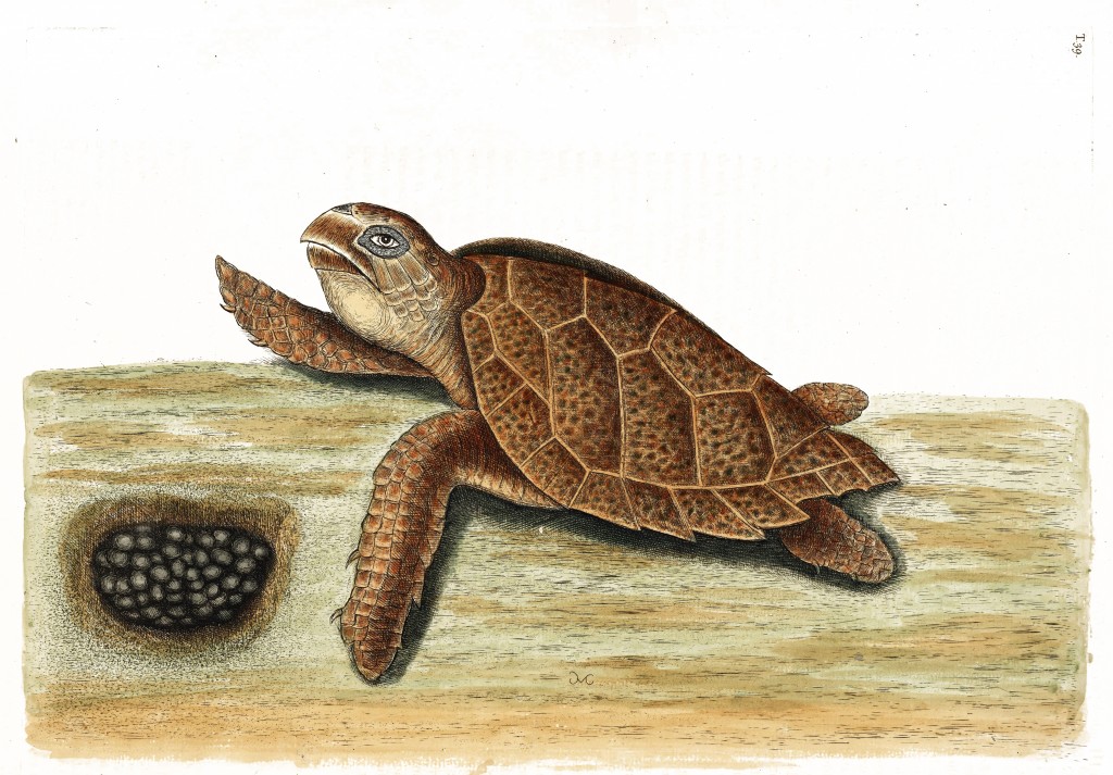 Hawks-bill Turtle Illustration by Mark Catesby circa 1722