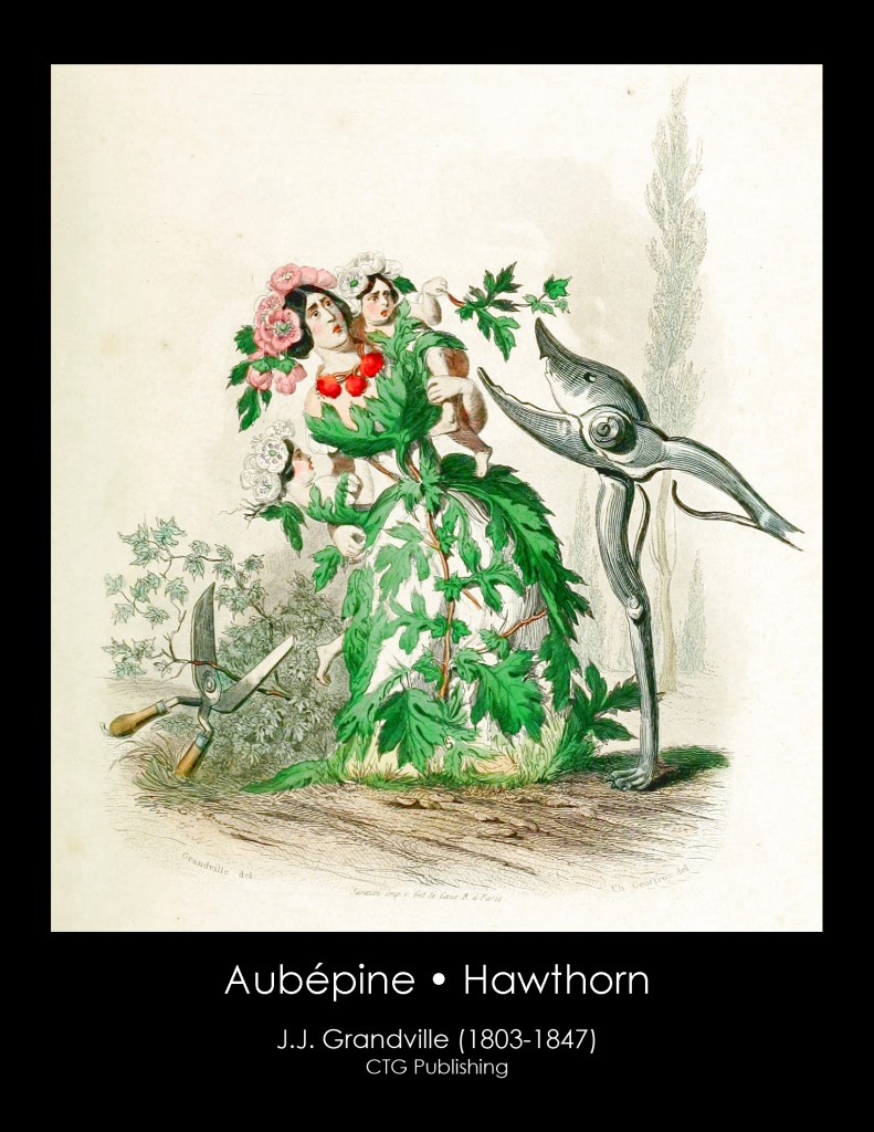 Hawthorn Illustration From J. J. Grandville's Animated Flowers