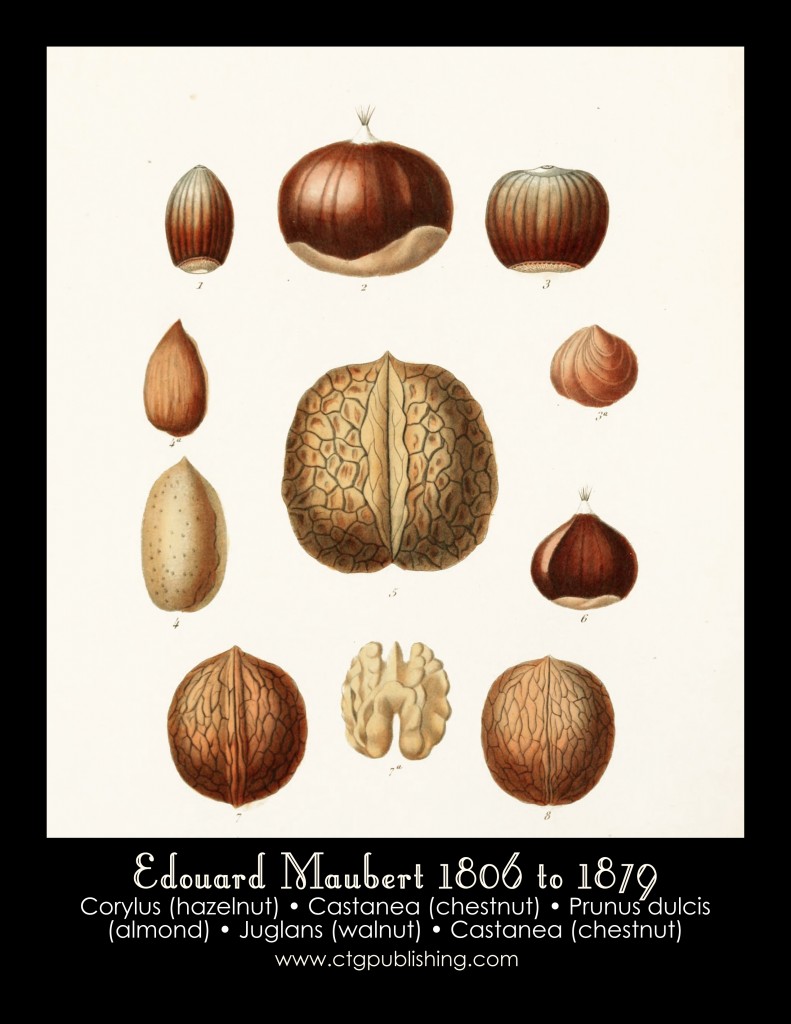 Hazelnut, Chestnut, Almond and Walnut Illustration by Edouard Maubert
