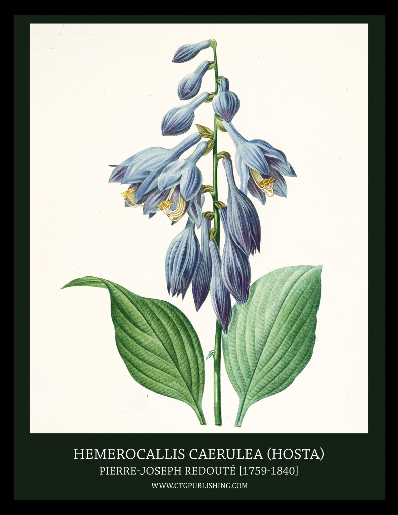 Hemerocallis Caerulea (Hosta) - Illustration by Pierre-Joseph Redoute