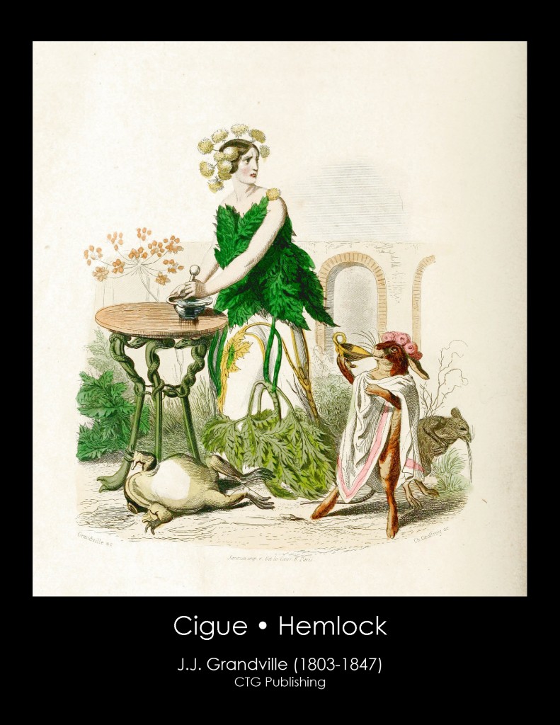 Hemlock Illustration From J. J. Grandville's Animated Flowers
