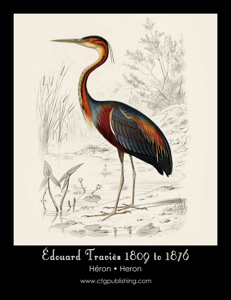 Heron - Illustration by Edouard Travies