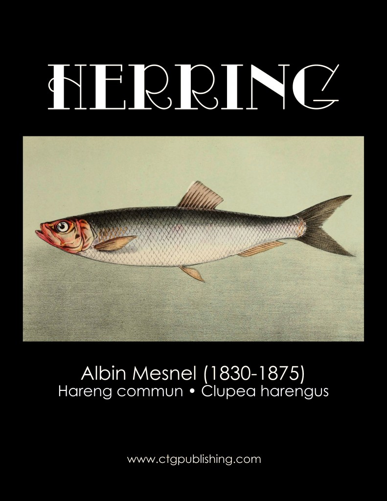 Herring - Fish Illustration by Albin Mesnel