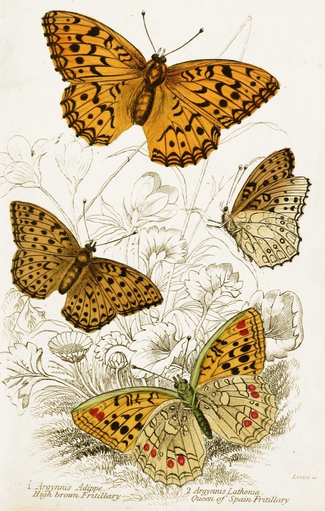 High Brown and Queen of Spain Fritillary Butterflies - Illustration by W.H. Lizars circa 1855