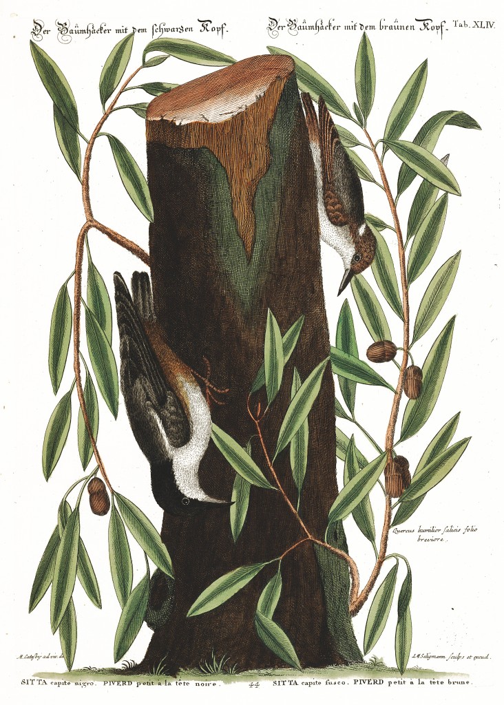 Nuthatch and Highland Willow Oak Illustration by Mark Catesby circa 1722