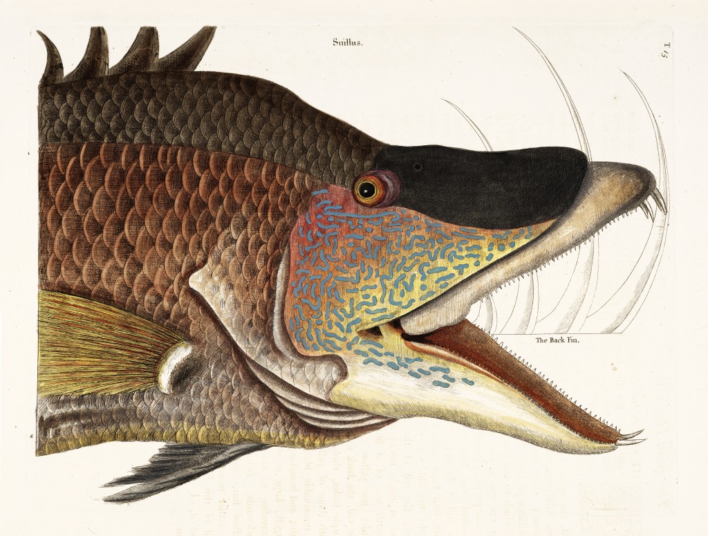 Hogfish Illustration by Mark Catesby circa 1722