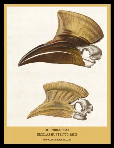 Hornbill Beak - Illustration by Nicolas Huet